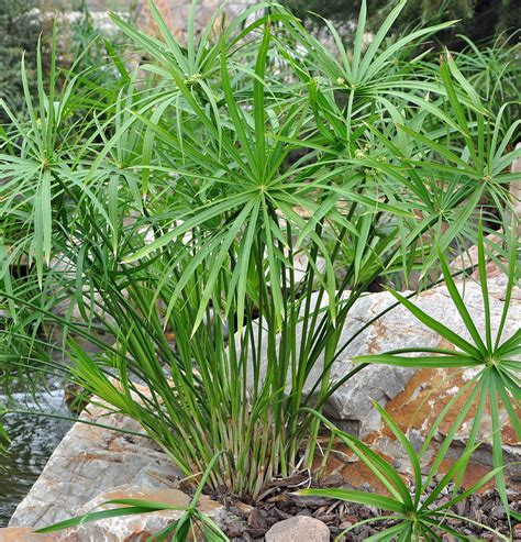 Cyperus Alternifolia - Umbrella Pflanze